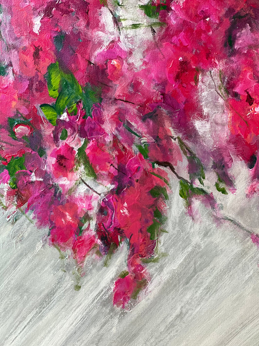 Pink Bougainvilleas