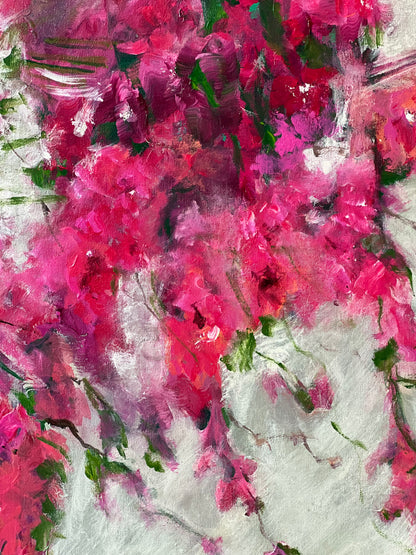 Pink Bougainvilleas