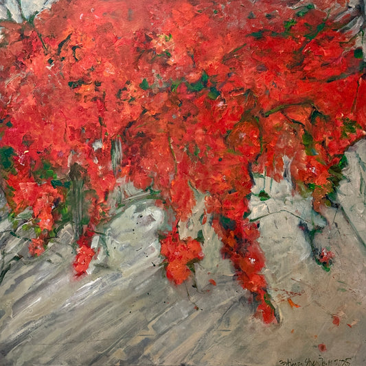 Bougainvilleas