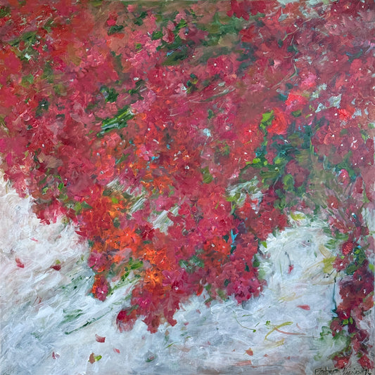 Bougainvilleas